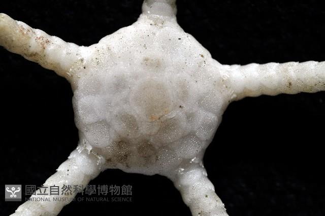 深海粗蛇尾藏品圖，第3張