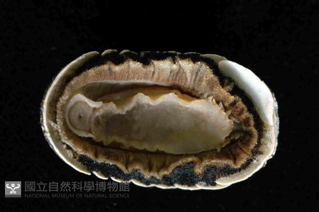 未知種深海石鱉藏品圖，第3張