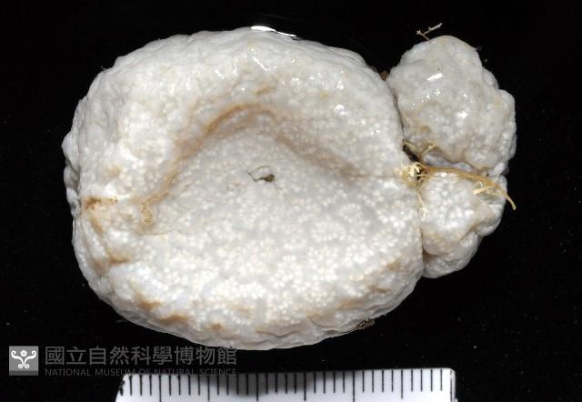 未知種短腹海鞘藏品圖，第3張