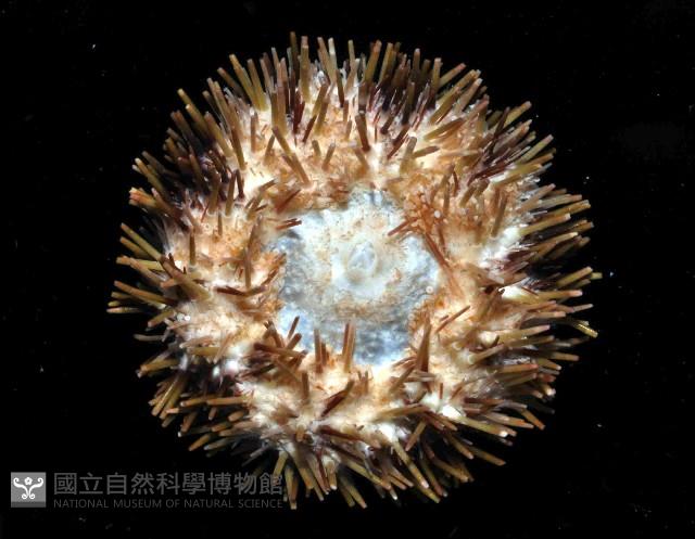 斑蘑海膽藏品圖，第3張