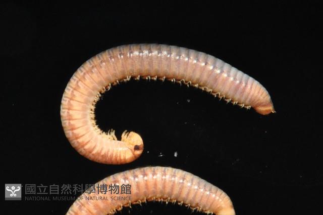 未知種姬馬陸藏品圖，第3張