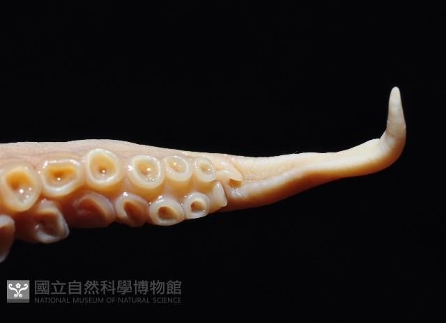 未知種蛸 TW 7藏品圖，第3張