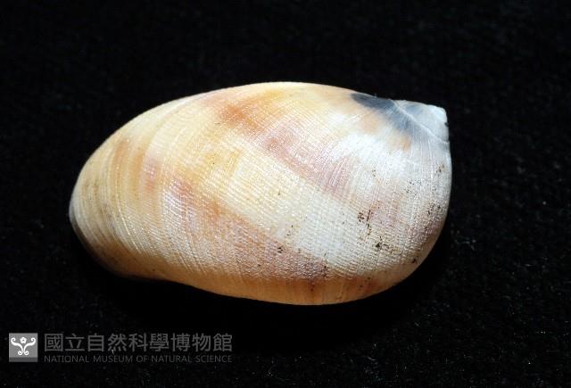 褐帶玉螺藏品圖，第3張