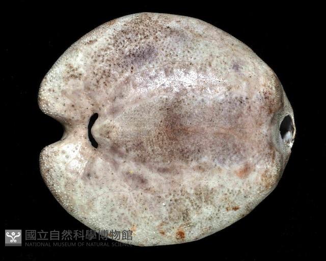 心形緣帶海膽藏品圖，第3張