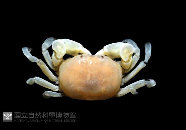 雙齒豆蟹藏品圖，第3張
