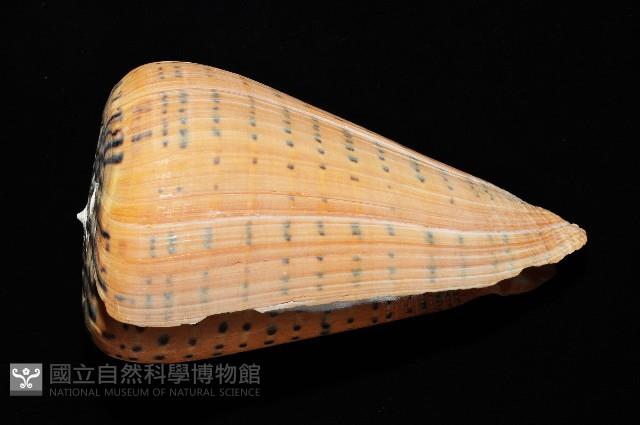 別緻芋螺藏品圖，第3張