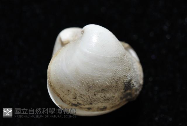 砂紙砂蛤藏品圖，第3張