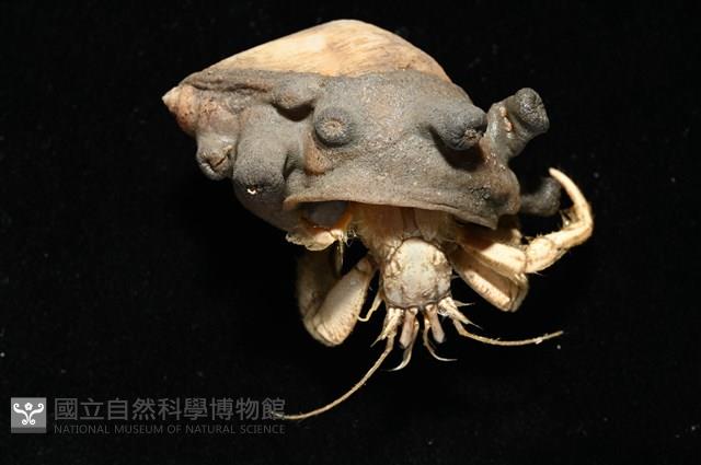寄居蟹鞘群海葵藏品圖，第3張