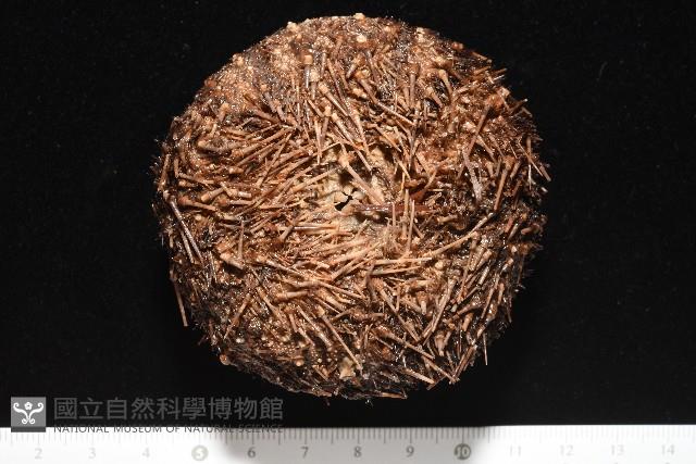 魯氏硬海膽藏品圖，第3張