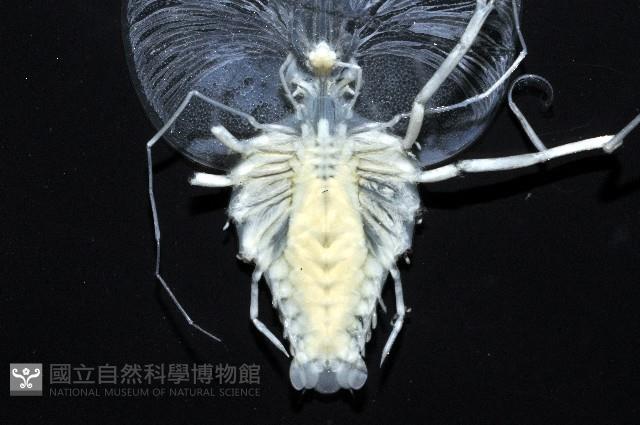 未知種龍蝦幼生藏品圖，第3張