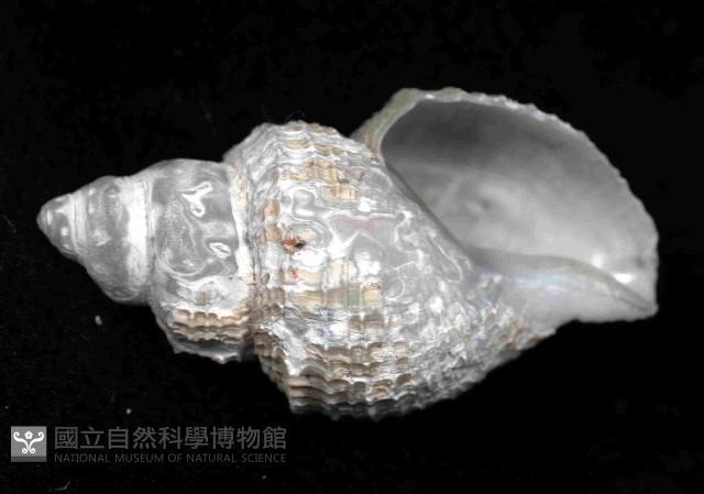 深海捲管螺之一種藏品圖，第3張