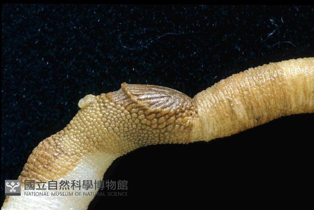斯氏盾管星蟲藏品圖，第3張