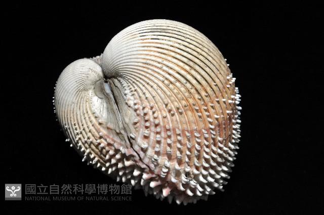 多刺鳥尾蛤藏品圖，第3張