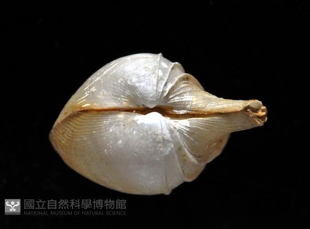 寶島杓蛤藏品圖，第3張