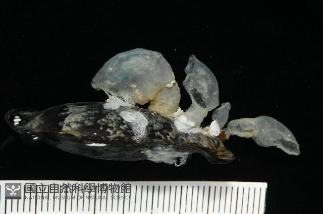 日本異茗荷藏品圖，第3張