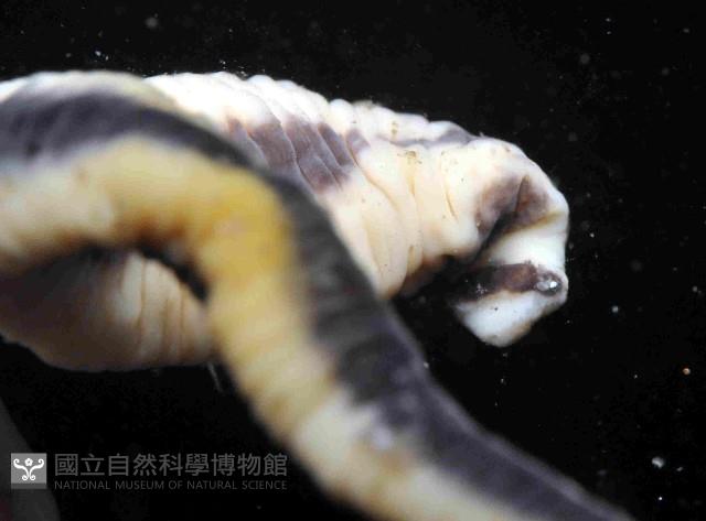 曙光無溝紐蟲藏品圖，第3張