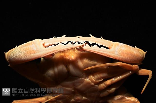 虹色圓趾蟹藏品圖，第3張