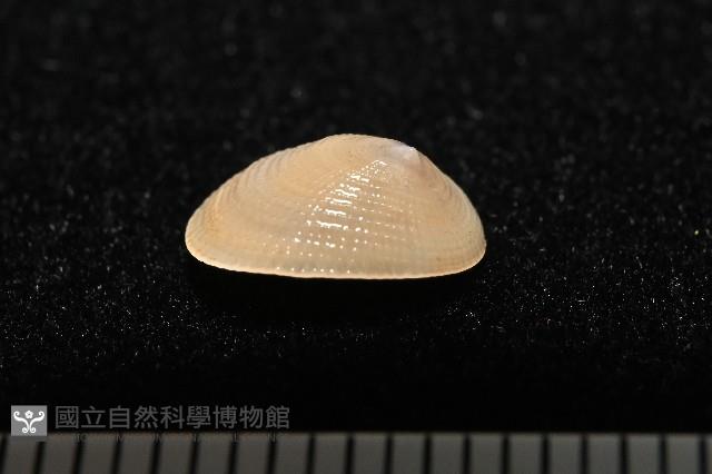 梳齒笠螺之一種藏品圖，第3張