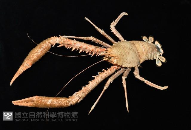 繩舞真刺蝦藏品圖，第3張