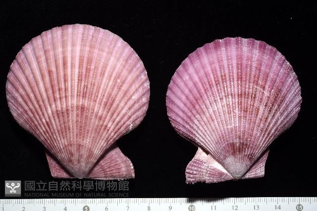 高貴海扇蛤藏品圖，第3張