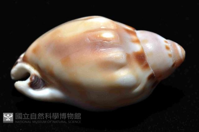 斑點小鬘螺藏品圖，第3張