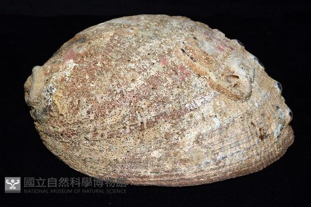 孔雀鮑螺藏品圖，第3張