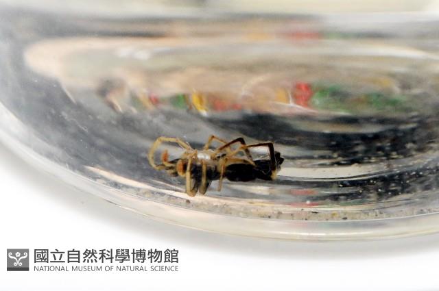 臺灣秘蛛藏品圖，第3張