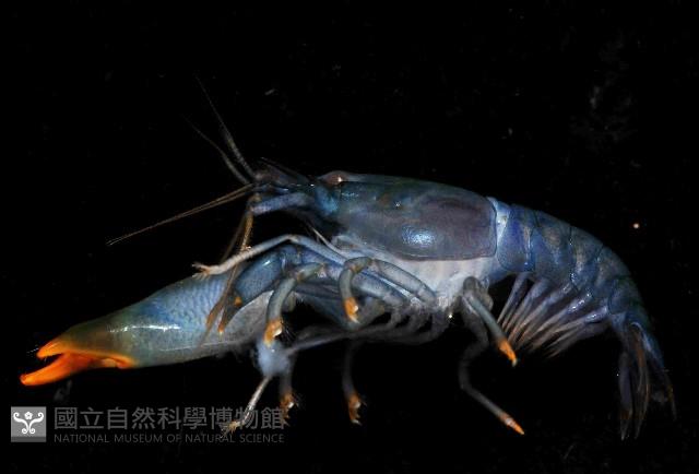 狄氏擬槍蝦藏品圖，第3張