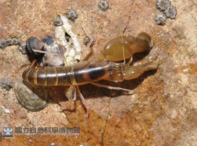 無刺槍蝦藏品圖，第3張