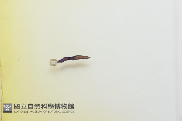 魚賁類絛蟲藏品圖，第3張