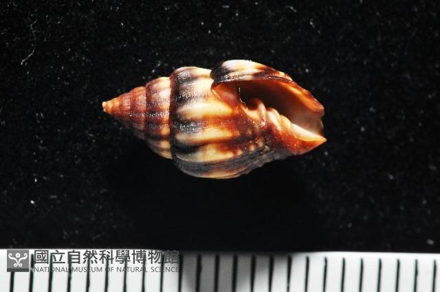 毛球蛹筆螺藏品圖，第3張