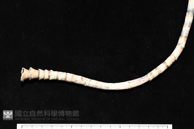 未知種瓣形纓腕蟲藏品圖，第3張