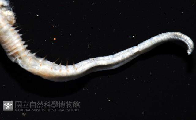 八里梳鰓蟲藏品圖，第3張