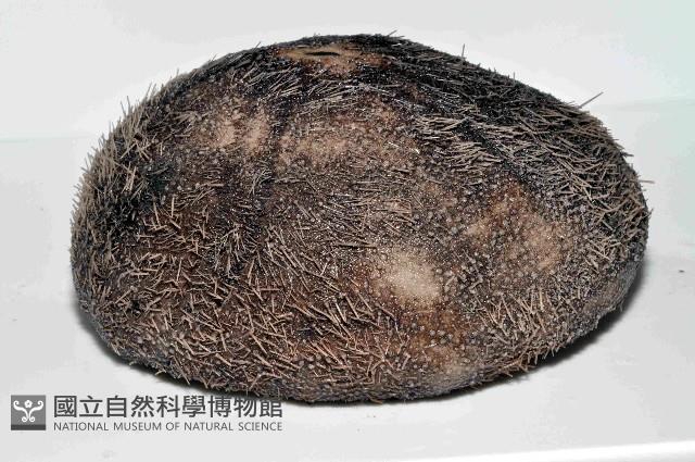 易碎脆心形海膽藏品圖，第3張