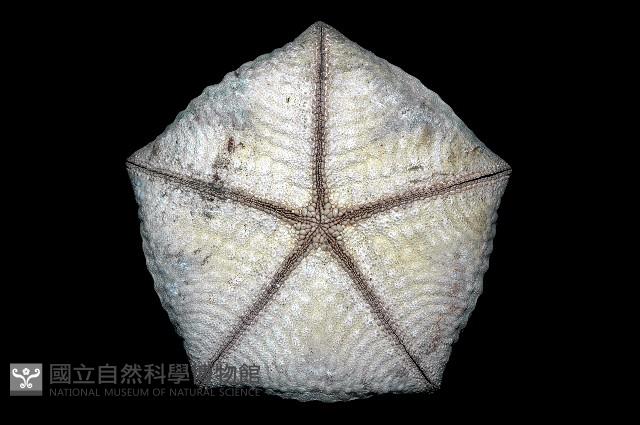 麵包海星(饅頭海星)藏品圖，第3張