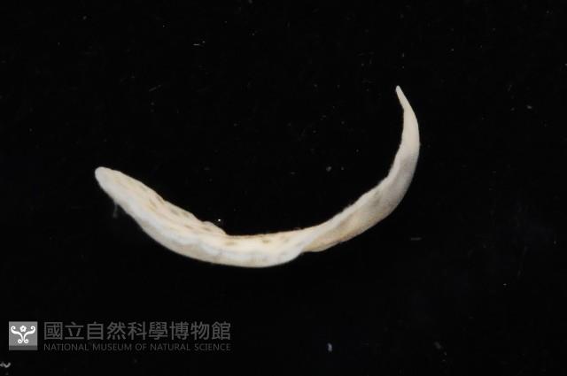 大盤扁蟲藏品圖，第3張