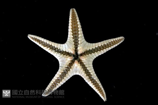 櫛盤海星藏品圖，第3張