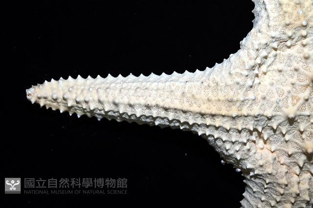棘疣海星藏品圖，第3張