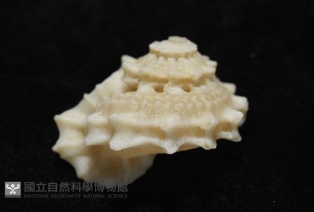 潮境花冠螺藏品圖，第3張