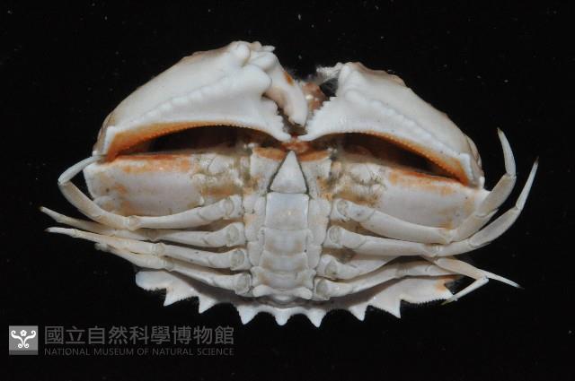 逍遙饅頭蟹藏品圖，第3張