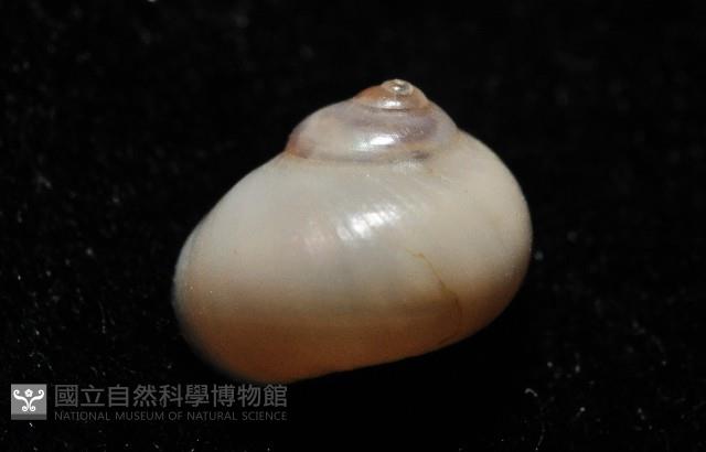 月華蠑螺藏品圖，第3張