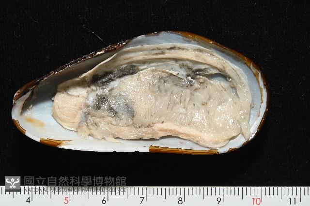 平端深海殼菜蛤藏品圖，第3張