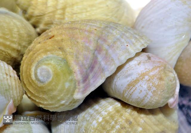 白肋蜑螺藏品圖，第3張
