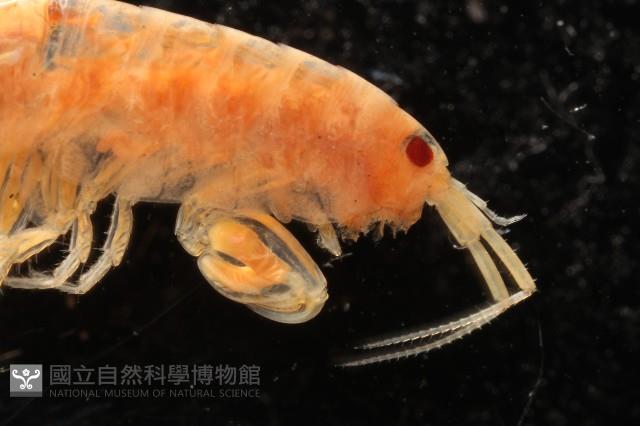 新種沙蚤鉤蝦藏品圖，第3張