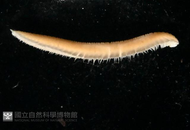 新種雄顎平馬陸藏品圖，第3張