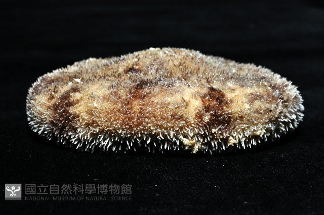 網楯海膽藏品圖，第3張