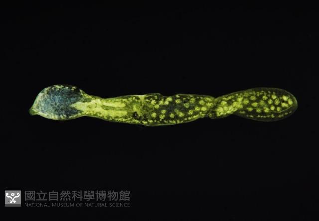 新種葉槽絛蟲藏品圖，第3張