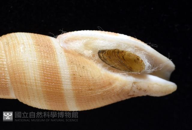 阿猴布紋螺藏品圖，第3張