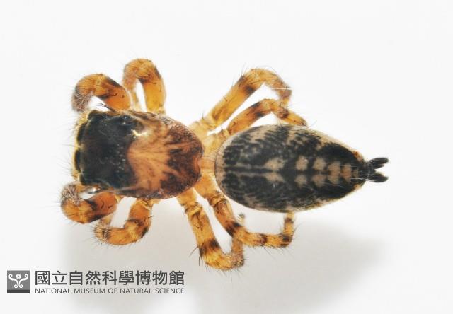 多色金毛蛛藏品圖，第3張