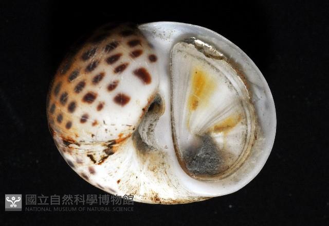 豹斑玉螺藏品圖，第3張